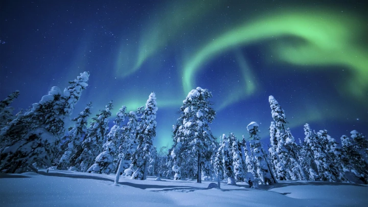 Arctic Aurora Forest