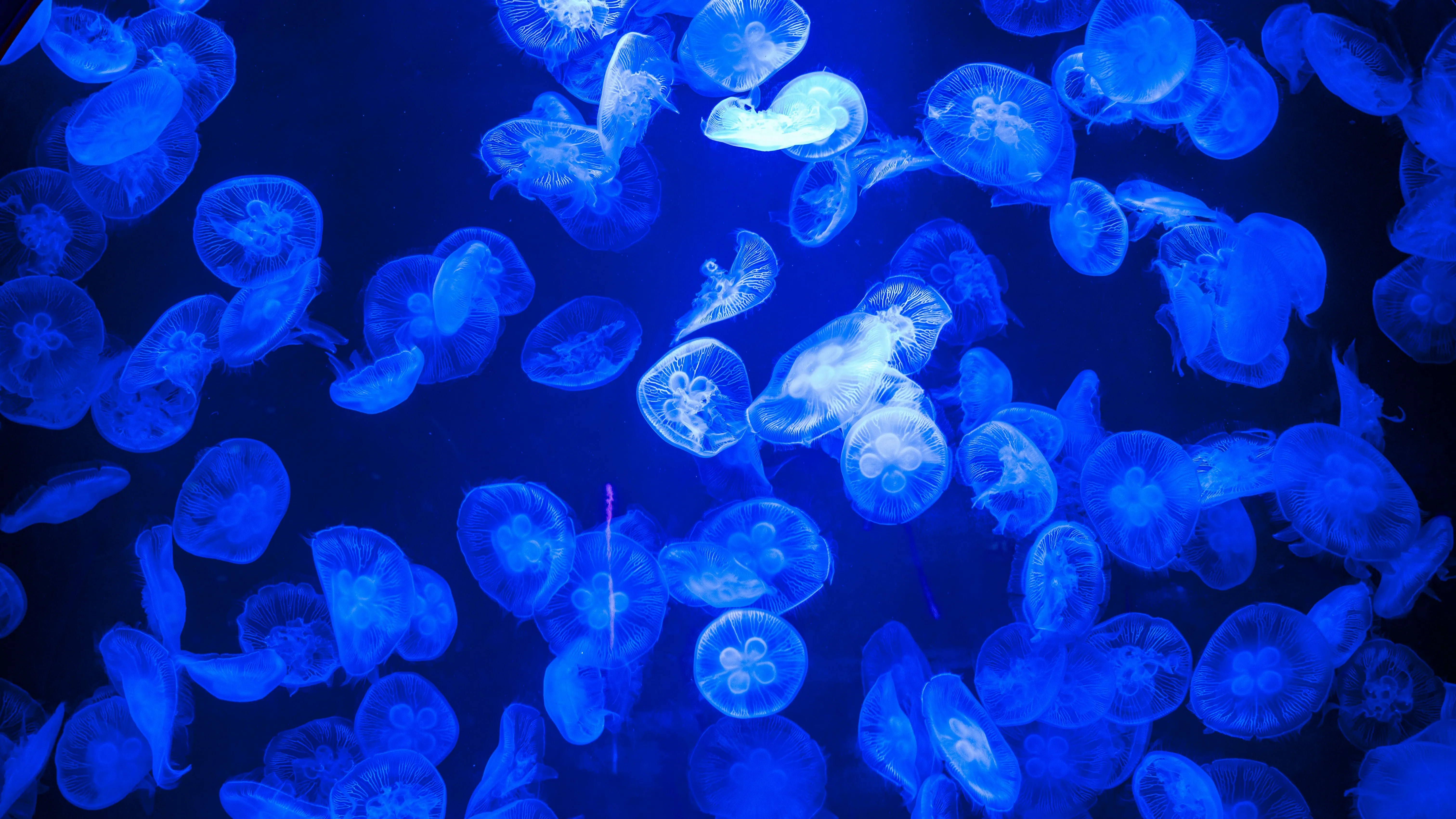 Bioluminescent Deep Sea Bloom