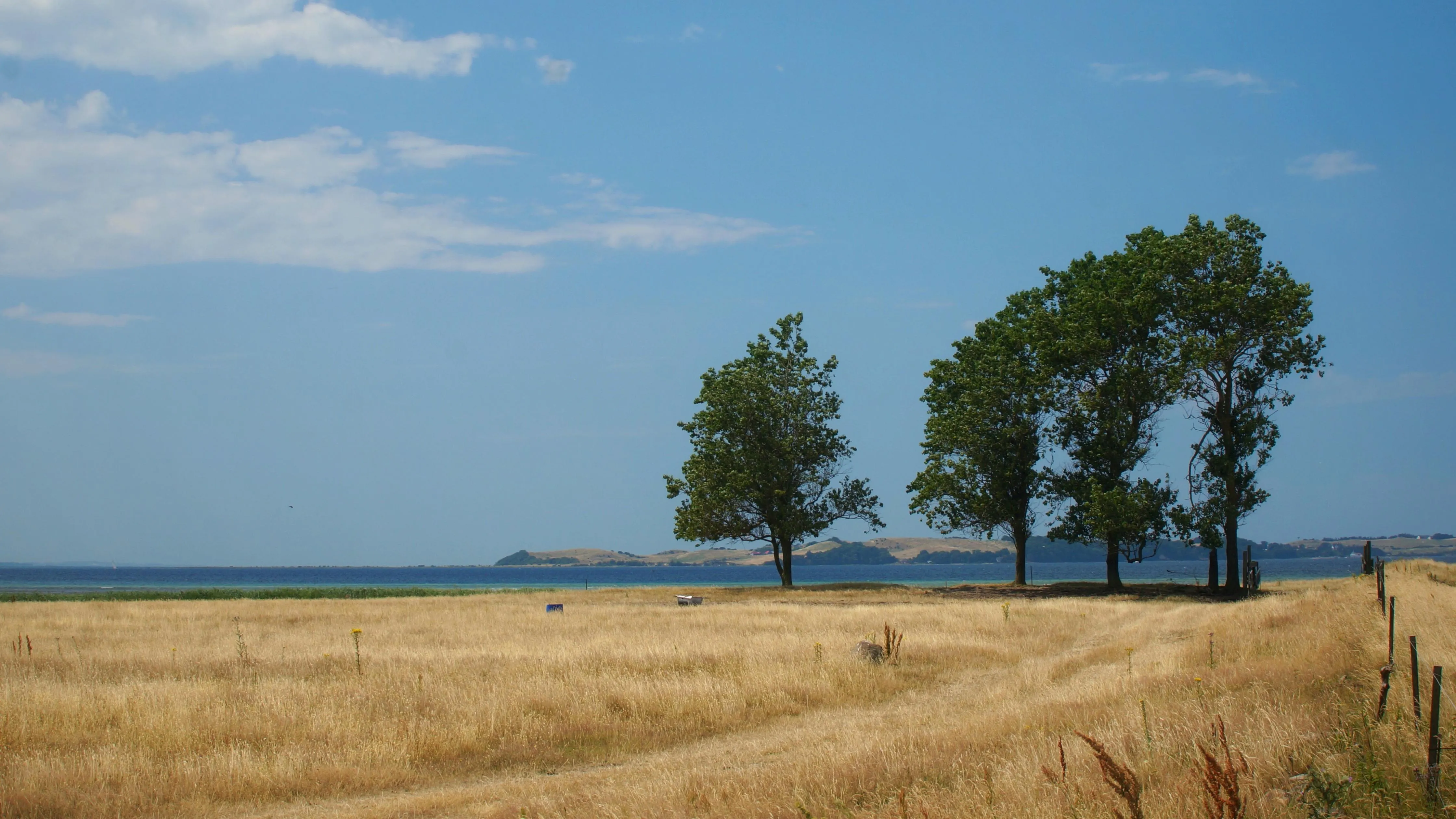 Summer Field by the Sea