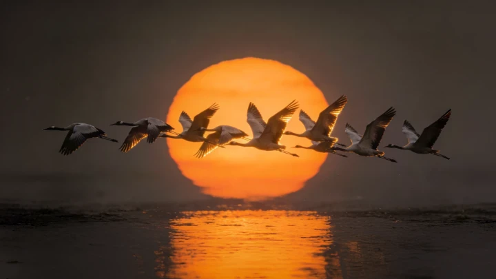 Flight of the Sun