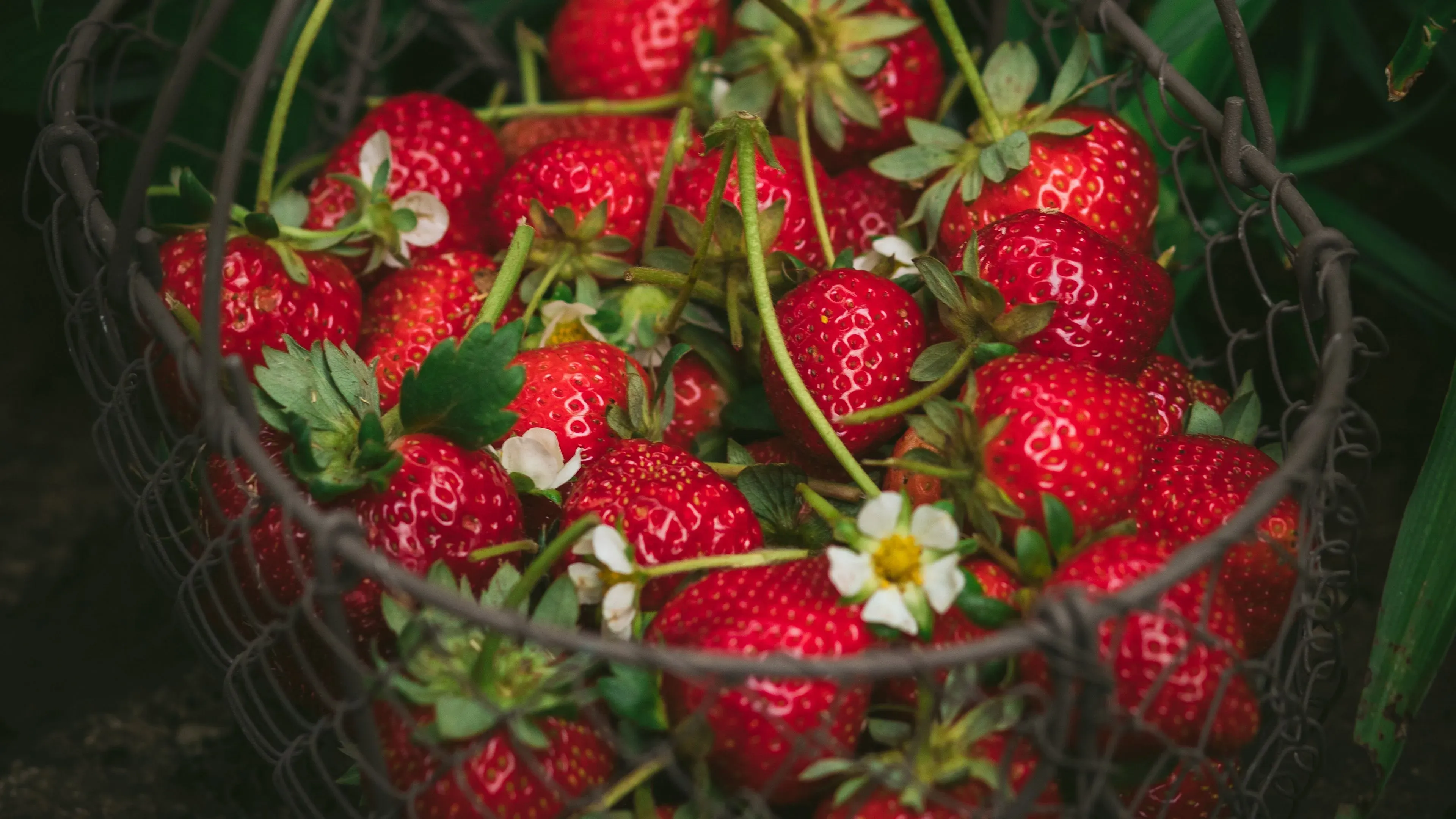 Summer Berry Basket