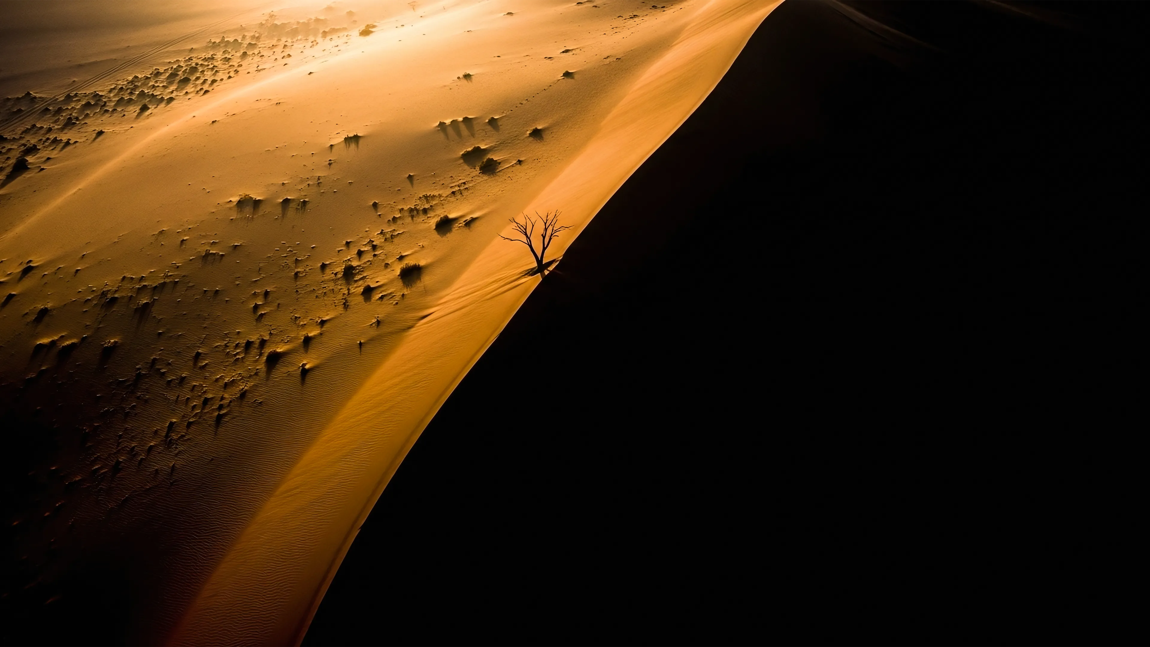 Lone Tree on the Dune