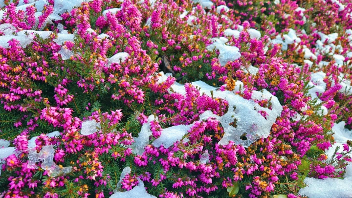 Heather in the Snow