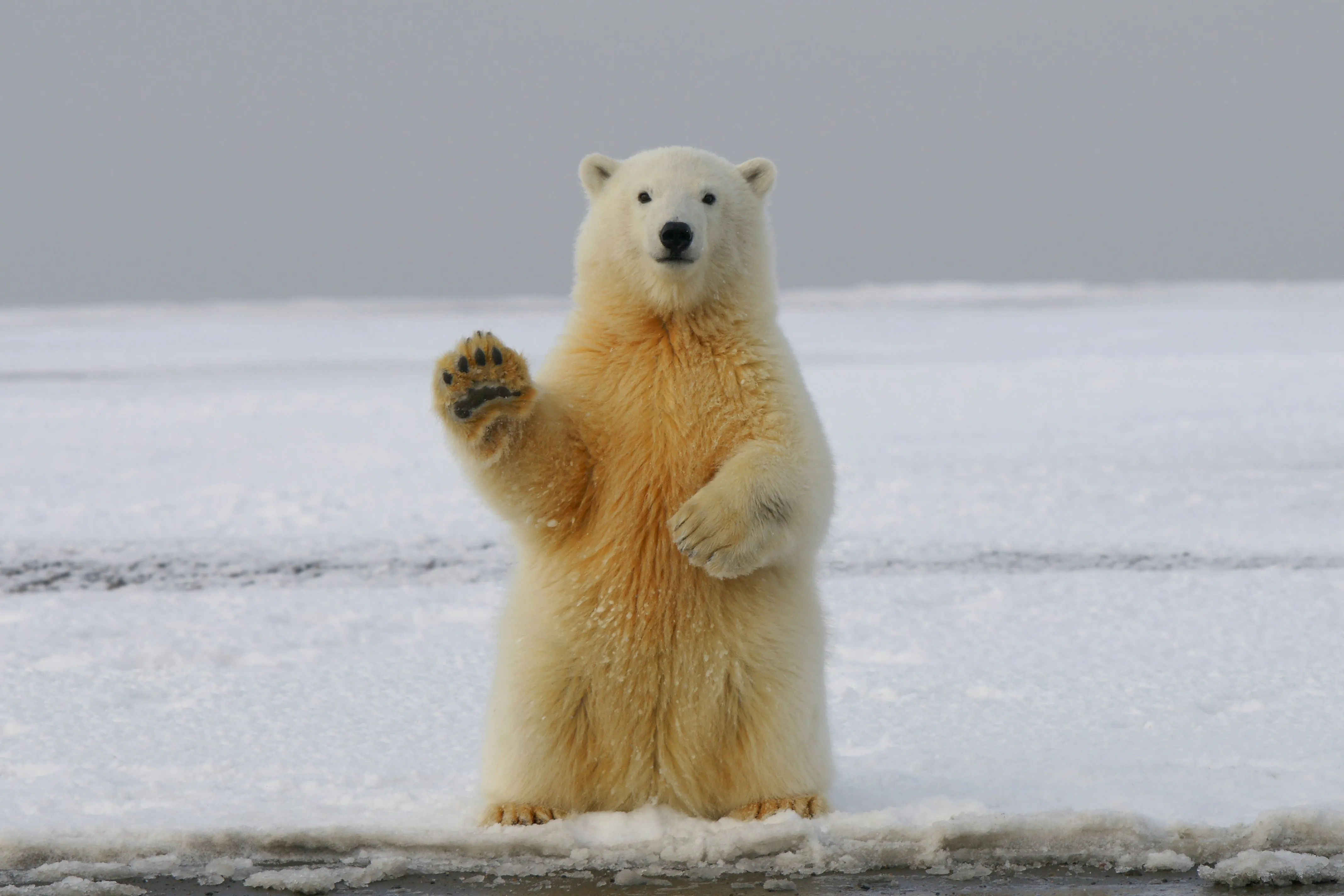Arctic Greeting